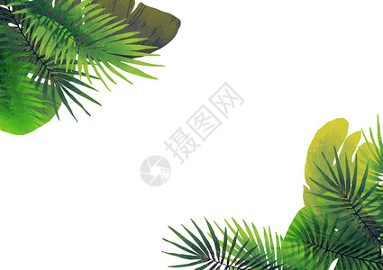 椰树椰汁素材叶子矢量背景插画