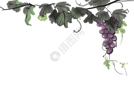 树枝框葡萄插画