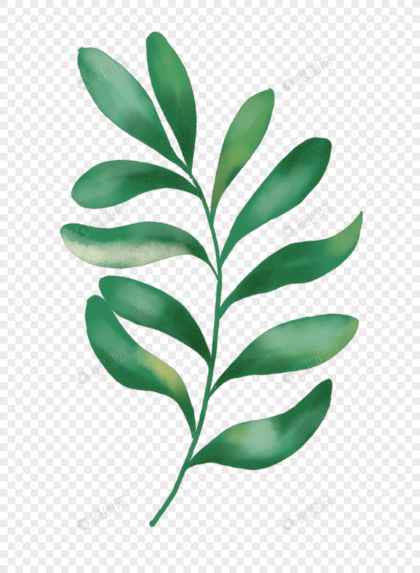 植物叶子图片
