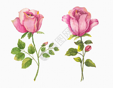 月季玫瑰手绘花朵插画