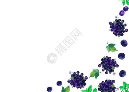 藤蔓树枝边框蓝莓水彩手绘二分之一留白插画