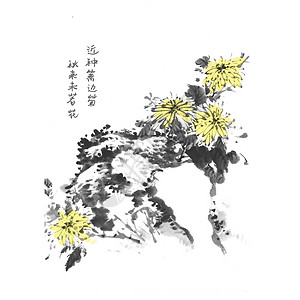 菊背景图片