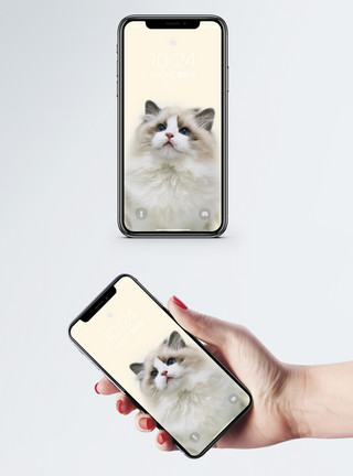 宠物猫手机壁纸模板