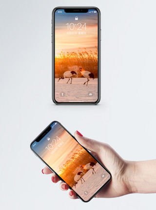 野外动物鹤手机壁纸模板