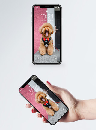 泰迪幼犬动物手机壁纸模板