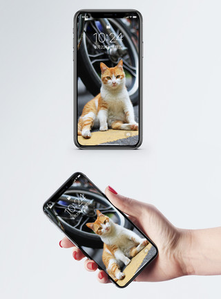 坐着手机猫手机壁纸模板