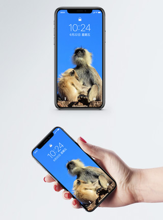 动物拥抱在一起猴子手机壁纸模板