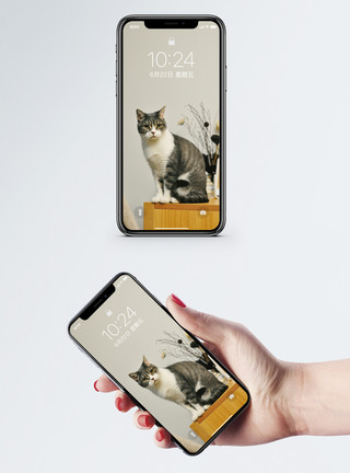 坐着手机猫手机壁纸模板