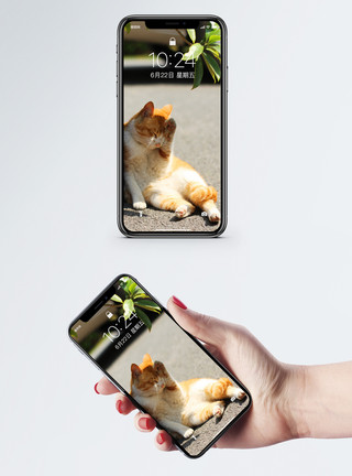 可爱的小橘猫手机壁纸毛洗脸手机壁纸模板