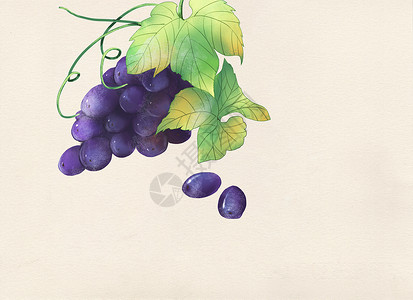 蓝色食物蓝紫色的葡萄插画