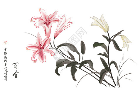 百合花手绘植物百合花高清图片