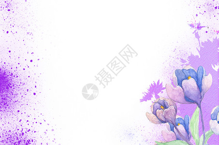 小野花紫罗兰植物花卉水彩插画