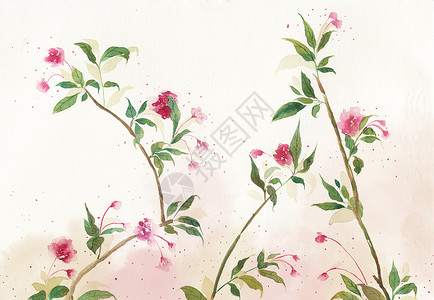 西府海棠手绘花卉插画