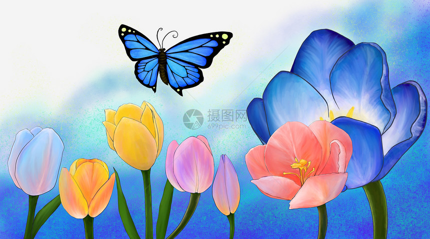 郁金香和蝴蝶图片