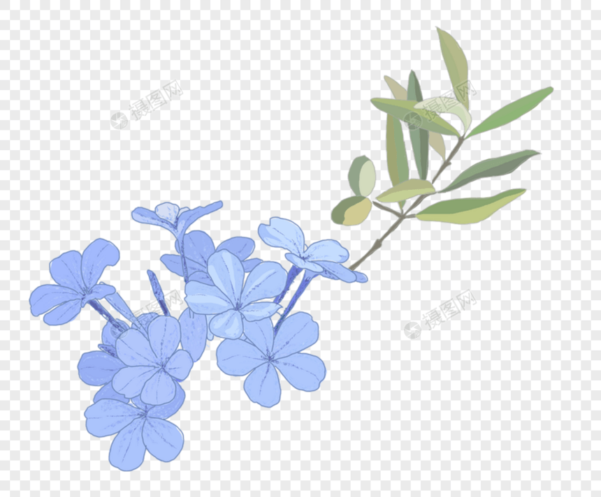 蓝色的花枝图片