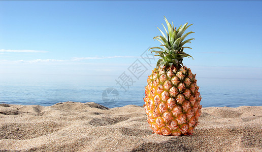夏季菠萝装饰夏季水果设计图片