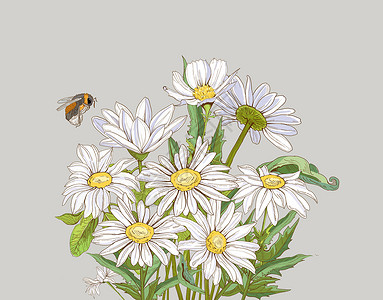 蜜蜂png雏菊插画