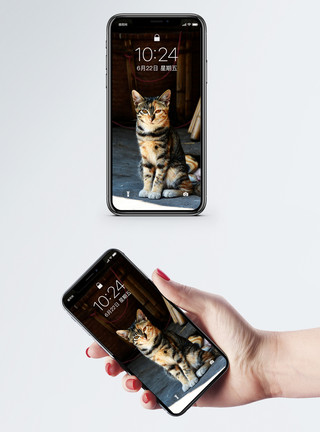 一只瑞兽猫手机壁纸模板