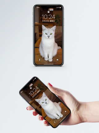 一只瑞兽猫手机壁纸模板