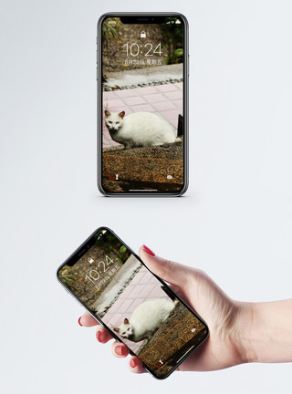 一只瑞兽白猫手机壁纸模板