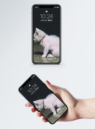 笑的动物白猫手机壁纸模板