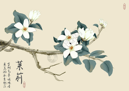 茉莉干花茉莉插画