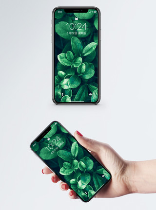 绿色花草叶子植物背景手机壁纸模板