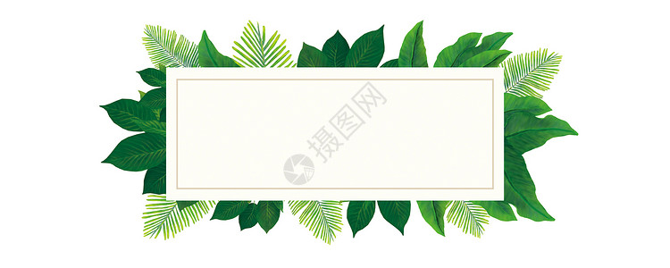 边框绿叶夏季热带植物元素插画