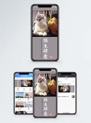 猫猫捉迷藏萌宠手机海报配图模板