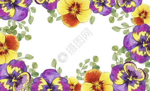 三色堇素材水彩花卉背景插画