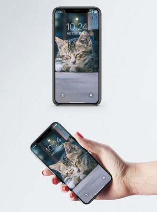 墙绘猫素材猫图片免费下载手机壁纸模板