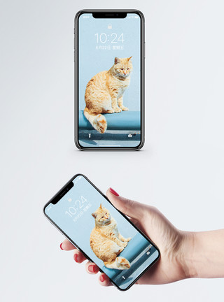 坐在膝盖上猫和窗户手机壁纸模板