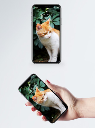 手抓头的猫户外橘猫手机壁纸模板