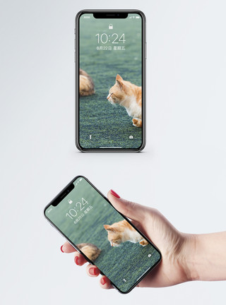 坐在草坪上的人草坪上的两只猫手机壁纸模板