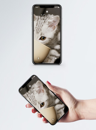 竹碗猫喝水手机壁纸模板