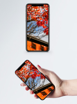 秋季叶子枫叶手机壁纸模板
