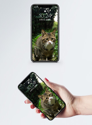 情侣动物猫手机壁纸模板