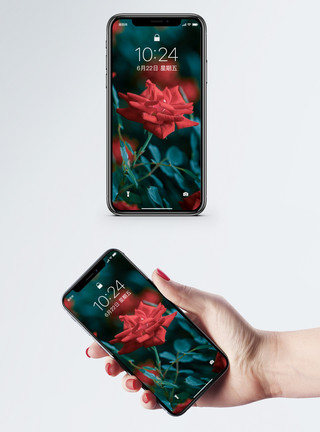 红色植物花朵手机壁纸模板