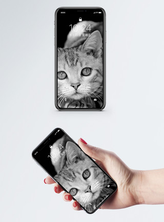 宠物手机图片面免费下载黑白猫手机壁纸模板