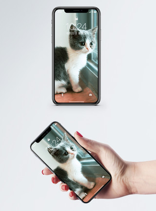 请看猫表情看窗外的猫手机壁纸模板