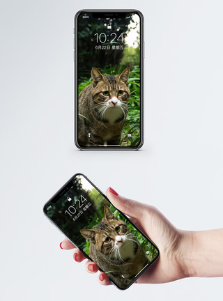 叶子和猫草丛中的猫手机壁纸模板