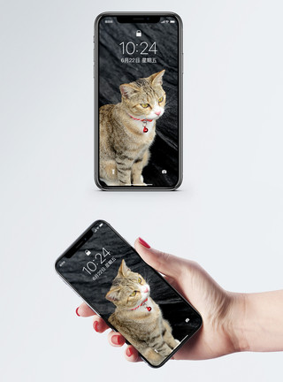 石头上的猫俯拍猫图片手机壁纸模板