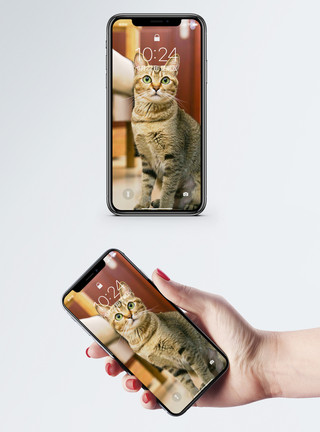 可爱的猫猫可爱宠物手机壁纸模板