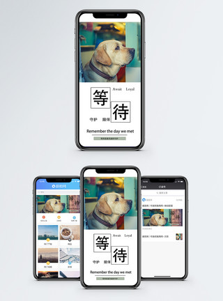 宠物狗素材等待手机海报配图模板