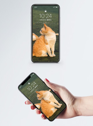 猫图片免费下载校操场上的猫手机壁纸模板