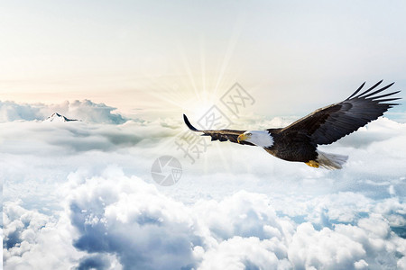 老鹰降落企业文化背景设计图片