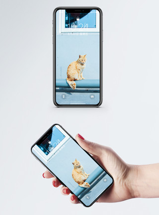 萌宠桌面猫咪手机壁纸模板