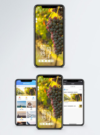 葡萄成熟了秋收手机海报配图模板
