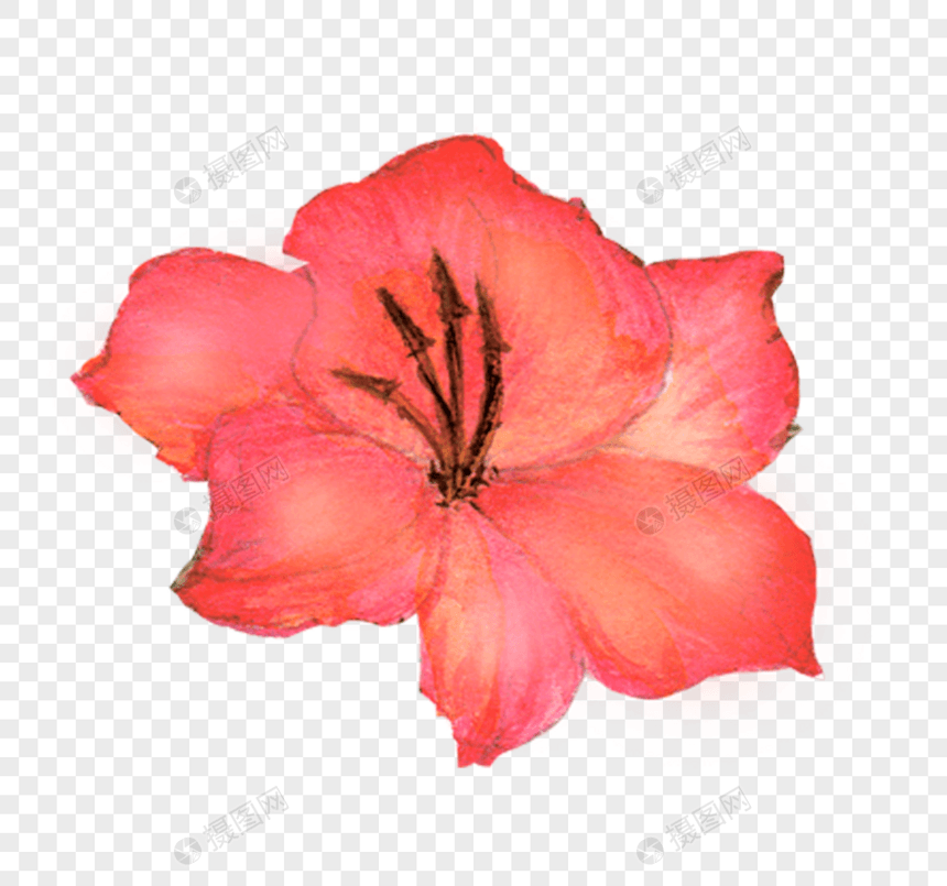 手绘红色花朵图片