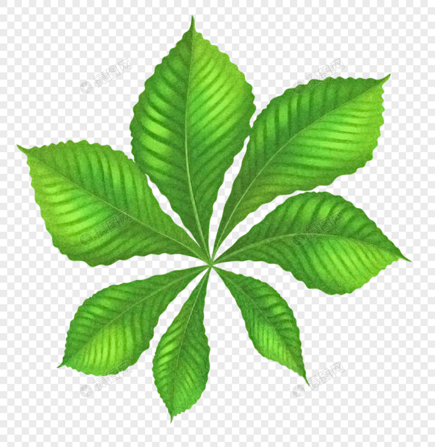 热带植物叶子图片